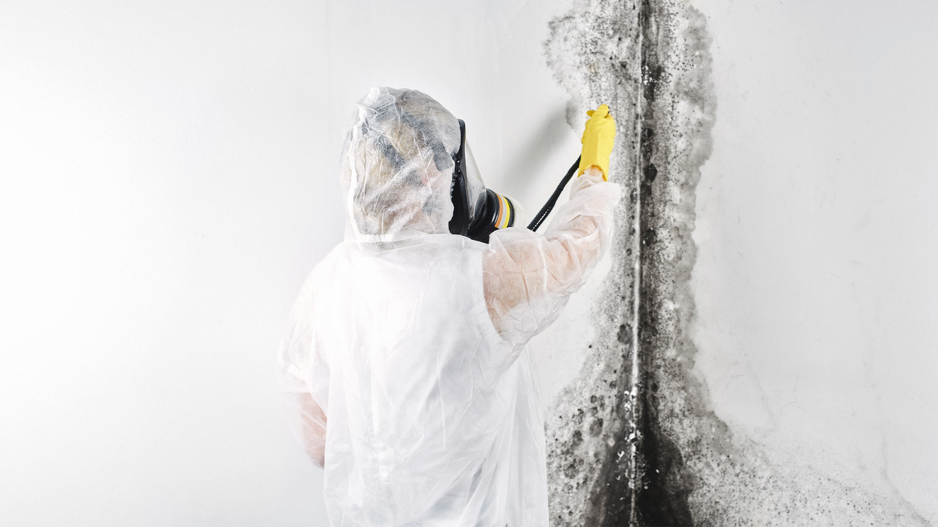 Beautiful view of Asbestos Mold Remediation